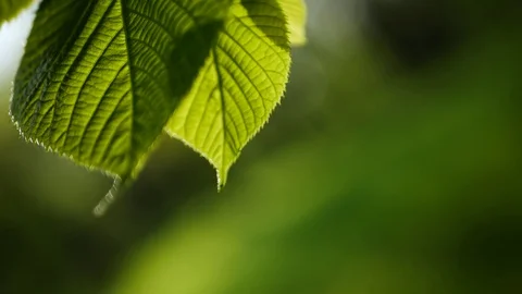 Spring forest - young bright green foliage on tree branches. Stock Footage 119157305