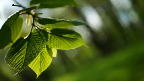 Spring forest - young bright green foliage on tree branches. Stock Footage 119157316