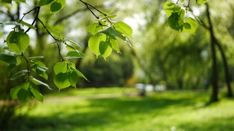 Spring forest - young bright green foliage on tree branches. Stock Footage 119157369