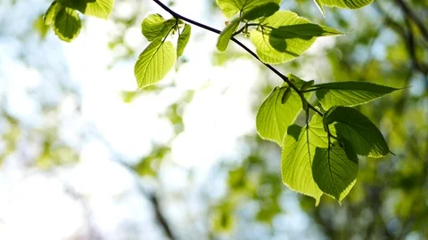 Spring forest - young bright green foliage on tree branches. Video stock 119157433
