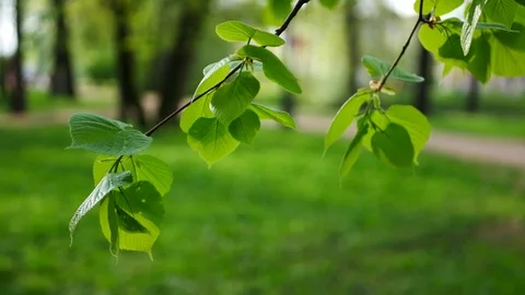 Spring forest - young bright green foliage on tree branches. Video stock 119157438