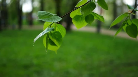 Spring forest - young bright green foliage on tree branches. Stock Footage 119157449