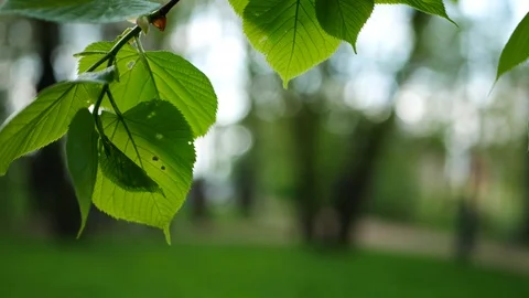 Spring forest - young bright green foliage on tree branches. Stock Footage 119157474