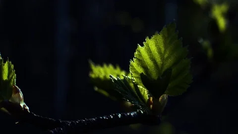 Spring forest. Young green leaves on the trees.  Stock Footage 75948470