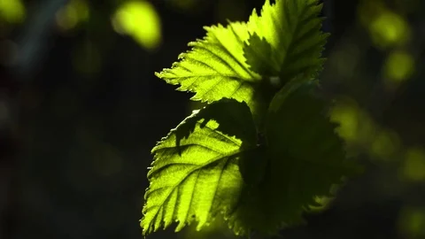 Spring forest. Young green leaves on the trees.  Stock Footage 75948482