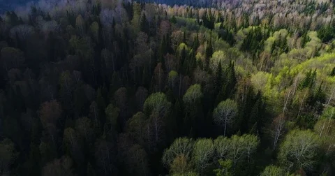 Spring forest. Young green leaves on the trees. The camera slowly flies over the Stock Footage 75948485