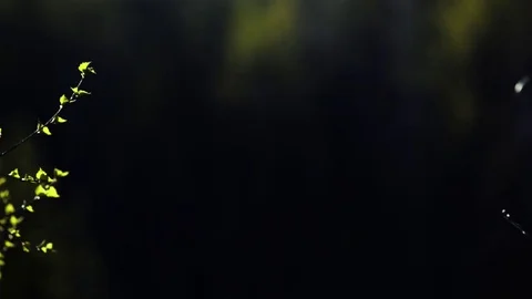 Spring forest. Young green leaves on the trees. The camera slowly flies over the Stock Footage 75948512