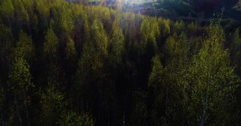 Spring forest. Young green leaves on the trees. The camera slowly flies over the Stock Footage 75948574