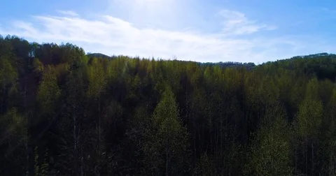Spring forest. Young green leaves on the trees. The camera slowly flies over the Stock Footage 75948607