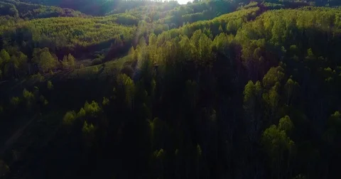 Spring forest. Young green leaves on the trees. The camera slowly flies over the Stock Footage 75948653