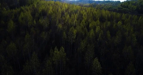 Spring forest. Young green leaves on the trees. The camera slowly flies over the Stock Footage 75948673