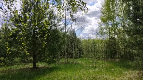 Spring forest with young poplar, birch and pine. Stock Footage 237851111