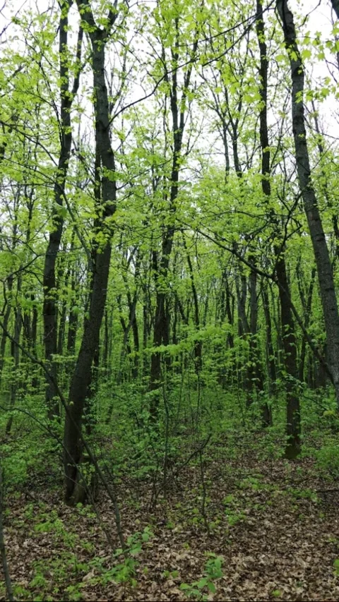 Spring forest of young thin trees with green foliage in cloudy weather 库存影片 308529122