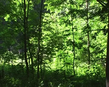 Spring forest zooming Stock Footage 295579