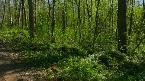 The spring forest.slow motion Stock Footage 63223139