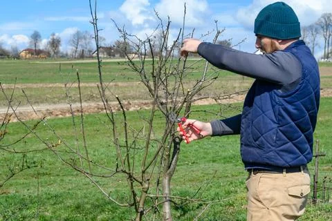 Spring formative pruning of the tree and formation of the tree crown. 스톡 사진