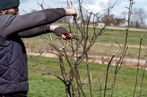 Spring formative pruning of the tree and formation of the tree crown. Stock Photos