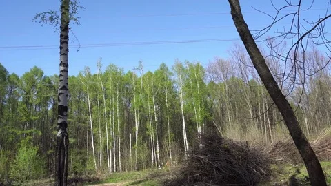 Spring Forrest. Fresh Green Woods in the Forest of Kursk Video stock 75210286