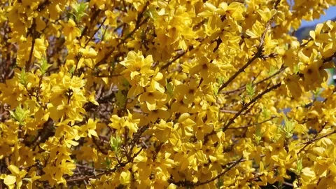 Spring, Forsythia in bloom 库存影片 74629385