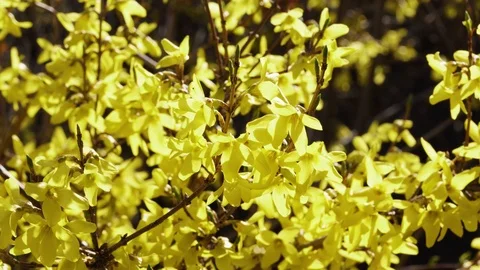 Spring Forsythia Flowers Vídeo Stock 105897674