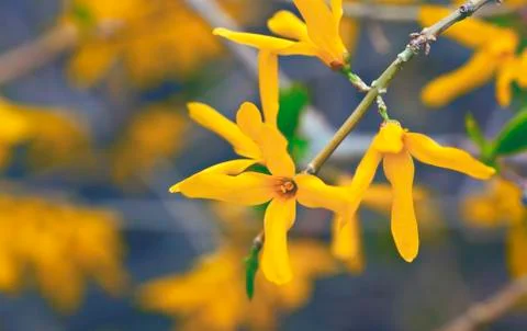 Spring forsythia Stock Photos