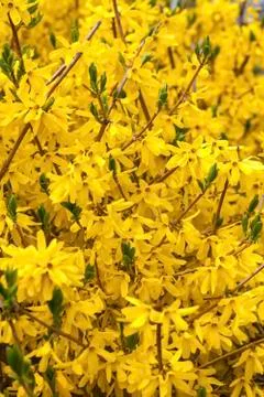 Spring forsythia Stock Photos
