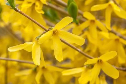 Spring forsythia Stock Photos