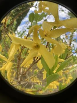 Spring Forsythia Stock Photos