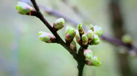 In the spring forth its buds on the trees 動画素材 37733259
