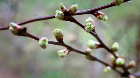 In the spring forth its buds on the trees Stock Footage 38016786