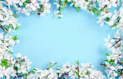 Spring frame banner, branches of blossoming fruit tree on blue Stock Photos