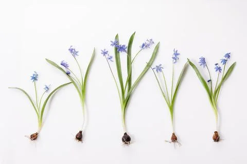 Spring frame of small flowers and daisy, floral arrangement Stock Photos