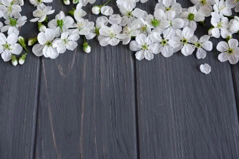 Spring frame for text. Banner design for spring promotion. White cherry flowe Stock Photos
