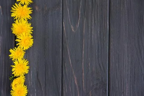 Spring frame for text with dandelions. Dandelions on a gray wooden background Stock Photos