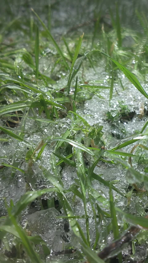 Spring freezes covered young green grass with layer of ice glittering in Stock Footage 332854582