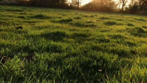 Spring fresh background with rural dandelion fields with a setting sun Stock Footage 106997108