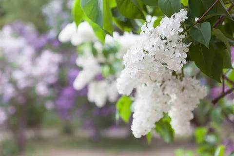 Spring fresh background with white lilac branches in the garden Stock Photos