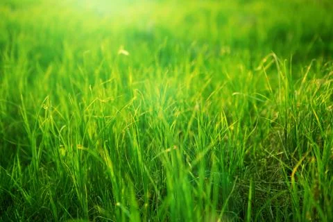 Spring fresh bright green grass at sunset on a warm sunny day. Background of a 스톡 사진