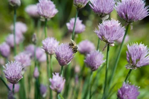 Spring fresh chive with bee, pollinate, ecology, herbalism, herb 库存照片