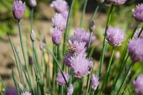 Spring fresh chive with bee, pollinate, ecology, herbalism, herb 库存照片