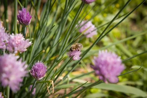 Spring fresh chive with bee, pollinate, ecology, herbalism, herb 库存照片