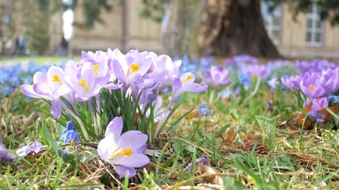 Spring fresh flowers. Stock Footage 124851834
