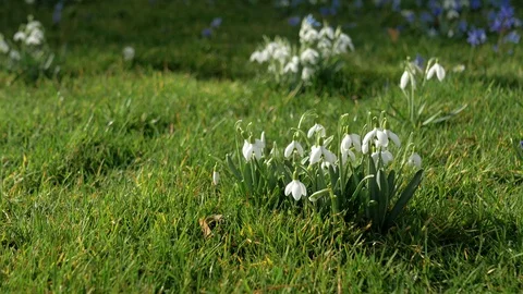 Spring fresh flowers. Stock Footage 124852318
