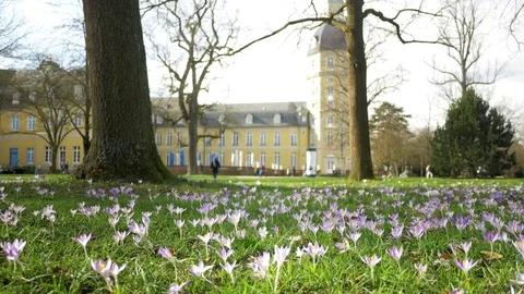Spring fresh flowers. Stock Footage 124852329