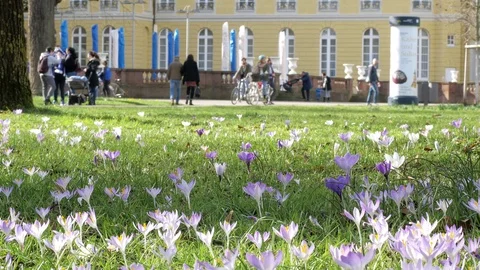 Spring fresh flowers. Stock Footage 124852353