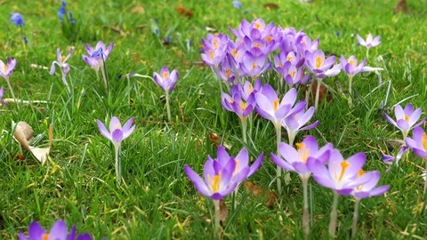 Spring fresh flowers. Stock Footage 124852608