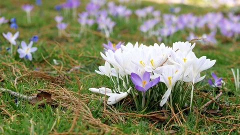 Spring fresh flowers. Stock Footage 124852743