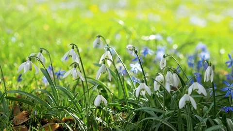 Spring fresh flowers. Stock Footage 125283620