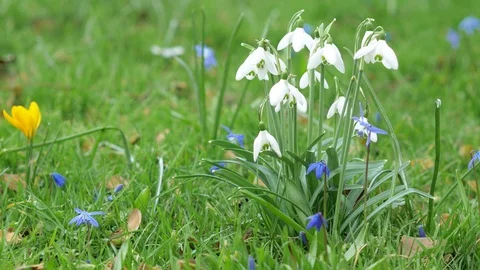 Spring fresh flowers. Stock Footage 125283635