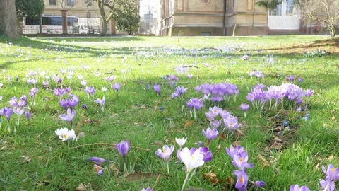 Spring fresh flowers. Stock Footage 125283636